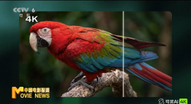 迷你裙